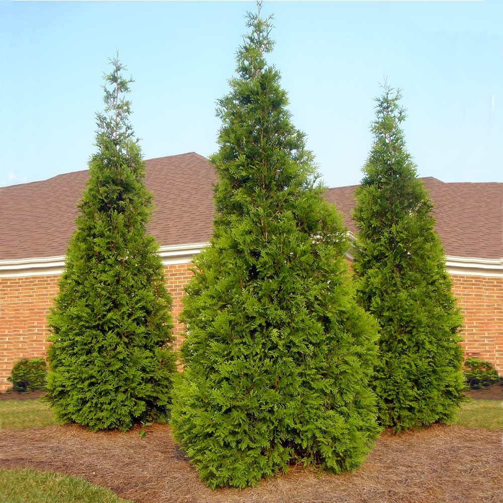 green giant privacy trees