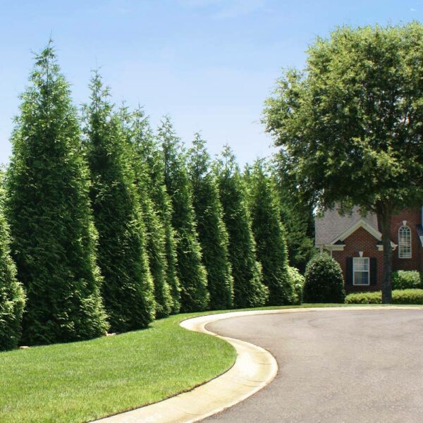 Green Giant trees for sale