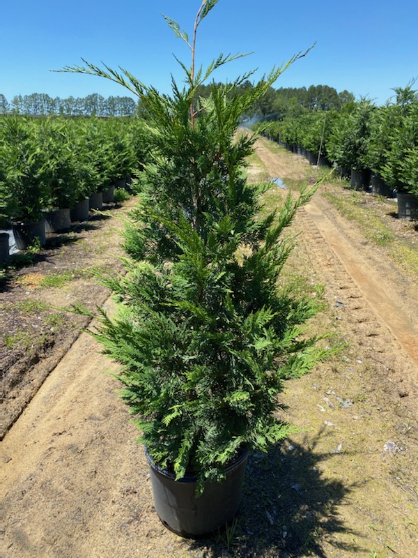 Leyland Cypress - Green Giant Tree Farms