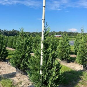 Leyland Cypress