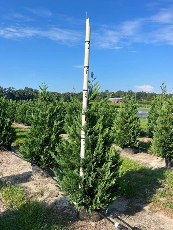 Leyland Cypress