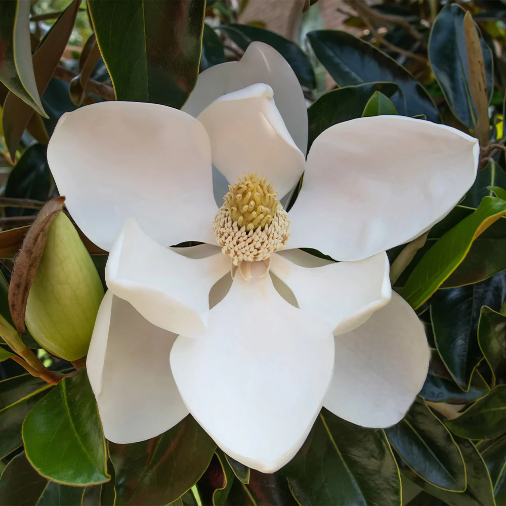 Little Gem Magnolia - Magnolia grandiflora (3 & 15 gal.)