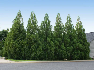 cryptomeria radicans for sale