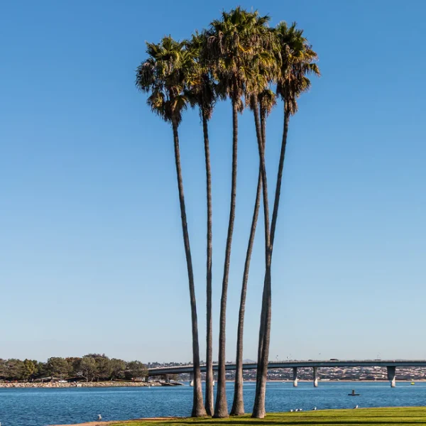 shade trees for delivery