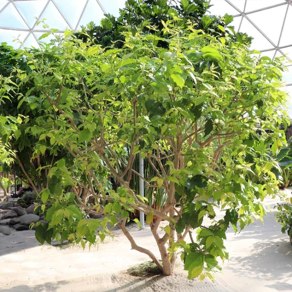 shade trees for sale