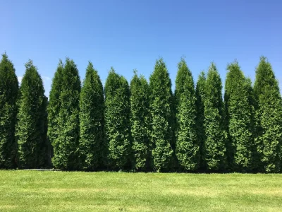 evergreens for sale